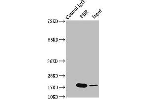 Immunoprecipitating PTGS2 in Hela whole cell lysate Lane 1: Rabbit control IgG instead of ABIN7127858 in Hela whole cell lysate.