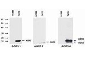 Western Blotting (WB) image for anti-Anterior Gradient 3 (AGR3) antibody (ABIN614770) (AGR3 anticorps)