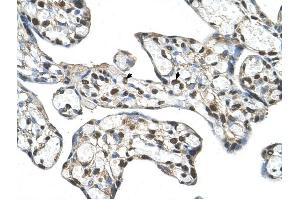 anti-FLJ20489 (C-Term) antibody