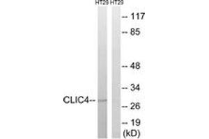 Western blot analysis of extracts from HT-29 cells, using CLIC4 Antibody. (CLIC4 anticorps  (AA 1-50))