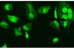 IF analysis of HMGB3 using anti-HMGB3 antibody (ABIN7603127). (HMGB3 anticorps  (N-Term))