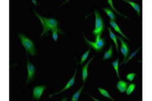 Immunofluorescence staining of Hela cells with ABIN7147944 at 1:66, counter-stained with DAPI.