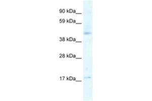 Western Blotting (WB) image for anti-5-Hydroxytryptamine (serotonin) Receptor 1F (HTR1F) antibody (ABIN2463766) (HTR1F anticorps)