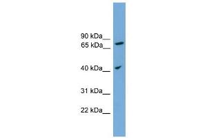 UNQ1887 antibody used at 1 ug/ml to detect target protein. (UNQ1887 (Middle Region) anticorps)