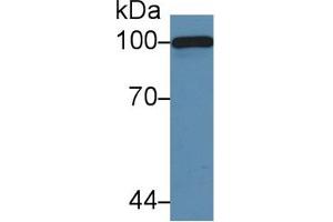 Western Blot; Sample: Mouse Serum; Primary Ab: 5µg/ml Rabbit Anti-Mouse C5a Antibody Second Ab: 0. (C5A anticorps  (AA 679-755))