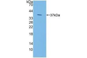 Detection of Recombinant IDUa, Human using Polyclonal Antibody to Iduronidase Alpha L (IDUa) (IDUA anticorps  (AA 28-306))