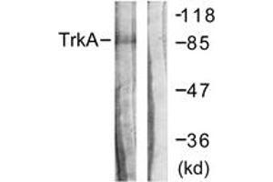 Western blot analysis of extracts from Jurkat cells, using Trk A (Ab-496) Antibody. (TRKA anticorps  (AA 471-520))