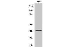Western Blotting (WB) image for anti-Paired Box 9 (PAX9) (Internal Region) antibody (ABIN3186341) (PAX9 anticorps  (Internal Region))