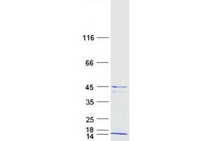 Validation with Western Blot
