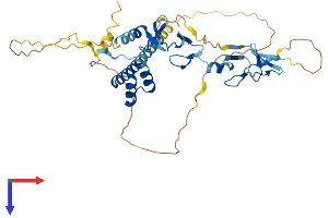 AlphaFold protein structure predicition of Human Recombinant LMX1B Protein, UniprotID O60663
