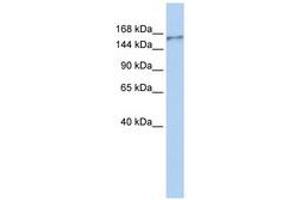 Image no. 1 for anti-Neurobeachin-Like 1 (NBEAL1) (AA 1292-1341) antibody (ABIN6740716) (NBEAL1 anticorps  (AA 1292-1341))