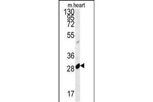 OBEC2 Antibody (N-term) 5701a western blot analysis in mouse heart tissue lysates (15 μg/lane). (APOBEC2 anticorps  (N-Term))
