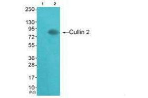 Western blot analysis of extracts from HepG2 cells (Lane 2), using Cullin 2 antiobdy.
