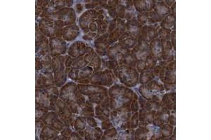 Immunohistochemical staining of human pancreas with PPIB polyclonal antibody  shows strong cytoplasmic positivity in exocrine glandular cells.