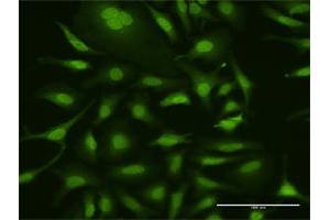 Immunofluorescence of purified MaxPab antibody to UBA7 on HeLa cell. (UBA7 anticorps  (AA 1-1012))