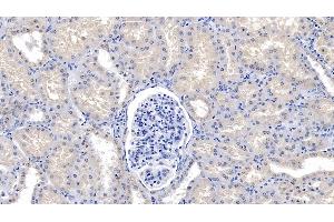 anti-Lymphocyte Antigen 96 (LY96) (AA 19-130) antibody