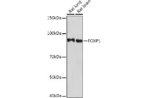 Western blot analysis of extracts of various cell lines, using FOXP1 Rabbit mAb (ABIN7267247) at 1:1000 dilution. (FOXP1 anticorps)