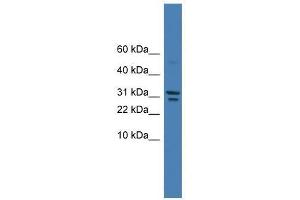 SPINT2 antibody used at 0. (SPINT2 anticorps  (C-Term))