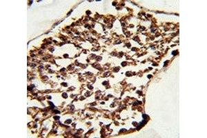 IHC analysis of FFPE human testis tissue stained with SET07 antibody