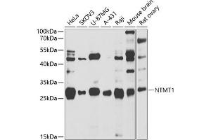 Western blot analysis of extracts of various cell lines, using NTMT1 antibody (ABIN6133076, ABIN6144899, ABIN6144900 and ABIN6222903) at 1:1000 dilution. (METTL11A anticorps  (AA 1-223))