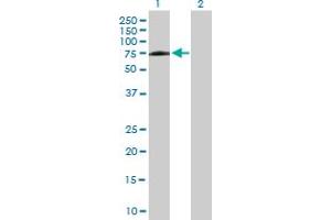 Western Blot analysis of PPIL4 expression in transfected 293T cell line by PPIL4 MaxPab polyclonal antibody. (PPIL4 anticorps  (AA 1-492))