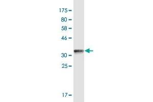 Western Blot detection against Immunogen (35.