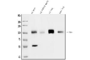 Western blot analysis of CD34 using anti-CD34 antibody (ABIN7600282). (CD34 anticorps  (AA 170-386))
