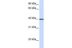 WB Suggested Anti-GP2 Antibody Titration:  0. (GP2 anticorps  (Middle Region))