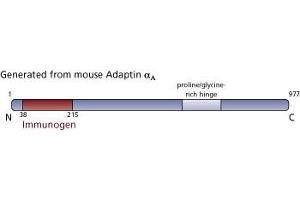 Image no. 4 for anti-Adaptor-Related Protein Complex 2, alpha 1 Subunit (AP2A1) (AA 38-215) antibody (ABIN968009)
