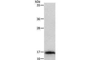 Western Blot analysis of Mouse thymus tissue using IL3 Polyclonal Antibody at dilution of 1:350 (IL-3 anticorps)