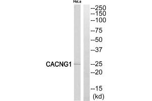 Western blot analysis of extracts from HeLa cells, using CACNG1 antibody. (CACNG1 anticorps  (Internal Region))