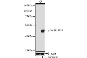 Western blot analysis of extracts of C6 cells, using Phospho-VASP-S239 antibody (ABIN3019748, ABIN3019749, ABIN3019750, ABIN1682137 and ABIN1682138) at 1:1000 dilution. (VASP anticorps  (pSer239))