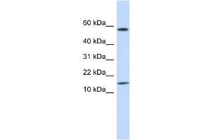 KAP11. (KRTAP11-1 anticorps  (N-Term))