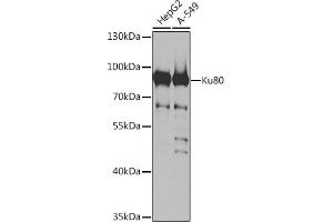 Western blot analysis of extracts of various cell lines, using Ku80 antibody (ABIN6130932, ABIN6150308, ABIN6150310 and ABIN6217336) at 1:1000 dilution. (XRCC5 anticorps  (AA 540-732))