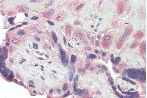 ABIN2613394 (5µg/ml) staining of paraffin embedded Human Placenta. (BMP1 anticorps  (AA 284-296))