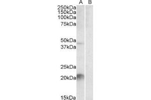 ABIN2563590 staining (2µg/ml) of Mouse Liver lysate (35µg protein in RIPA buffer) with (B) and without (A) blocking with the immunising peptide. (Kallikrein 6 anticorps  (C-Term))