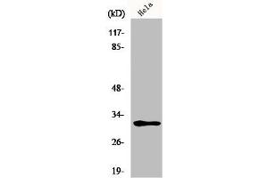 Western Blot analysis of HeLa cells using MRP-L46 Polyclonal Antibody