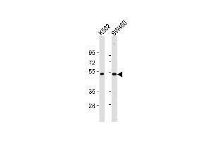 All lanes : Anti-PRKAR2A Antibody (C-Term) at 1:2000 dilution Lane 1: K562 whole cell lysates Lane 2: S whole cell lysates Lysates/proteins at 20 μg per lane. (PRKAR2A anticorps  (AA 312-346))