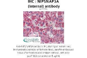Image no. 1 for anti-Nipsnap Homolog 3A (NIPSNAP3A) (Internal Region) antibody (ABIN1737368) (NIPSNAP3A anticorps  (Internal Region))