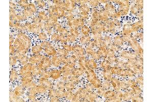 ABIN7094609 and ABIN7098659 at 1/100 staining Mouse kidney tissue by IHC-P. (PDE11A anticorps  (Internal Region))