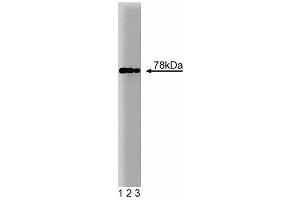 Western blot analysis of BiP on HepG2 cell lysate. (GRP78 anticorps  (AA 525-628))