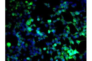 Image provided by One World Lab validation program.