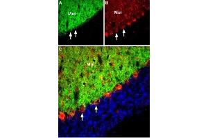 Expression of EAAT3 in rat cerebellum - Immunohistochemical staining of perfusion-fixed free-floating frozen rat brain sections with Anti-EAAT3 (EAAC1) Antibody (ABIN7043667 and ABIN7044356).