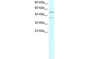 Western Blotting (WB) image for anti-Ubiquitin Specific Peptidase 3 (USP3) antibody (ABIN2460783) (USP3 anticorps)
