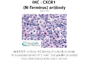 Image no. 1 for anti-Chemokine (C-X-C Motif) Receptor 1 (CXCR1) (Extracellular Domain), (N-Term) antibody (ABIN1733393) (CXCR1 anticorps  (Extracellular Domain, N-Term))