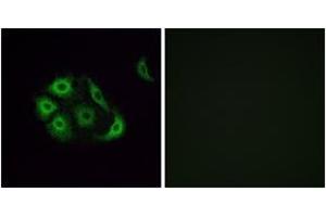 Immunofluorescence (IF) image for anti-Olfactory Receptor, Family 4, Subfamily P, Member 4 (OR4P4) (AA 260-309) antibody (ABIN2891014) (OR4P4 anticorps  (AA 260-309))