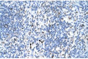 Rabbit Anti-PCNA Antibody  AVParaffin Embedded Tissue: Human Spleen Cellular Data: Spleen cells Antibody Concentration: 4.