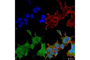 Immunocytochemistry/Immunofluorescence analysis using Mouse Anti-Brevican Monoclonal Antibody, Clone S294A-6 . (BCAN anticorps  (AA 219-655) (HRP))