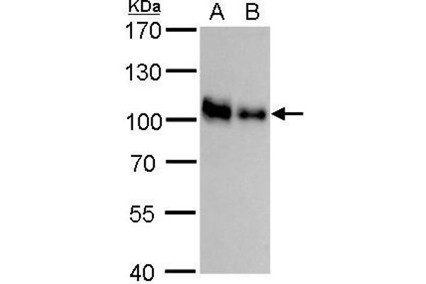 CD44 anticorps