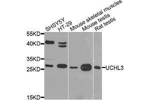 Western blot analysis of extract of various cells, using UCHL3 antibody. (UCHL3 anticorps)